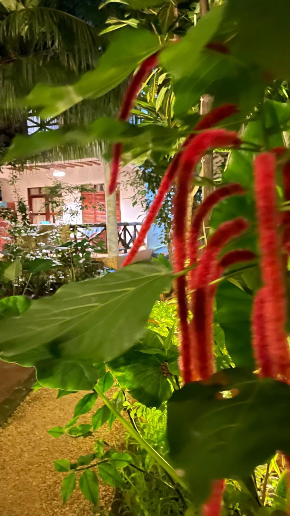 Atii Garden Bungalows 눙귀 외부 사진