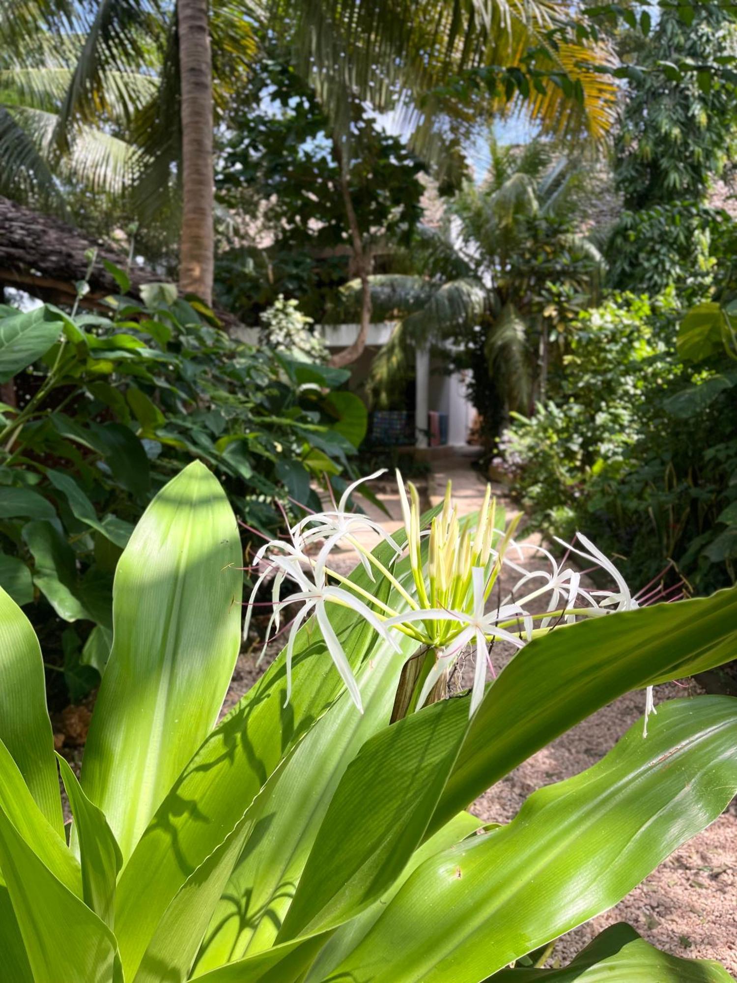 Atii Garden Bungalows 눙귀 외부 사진